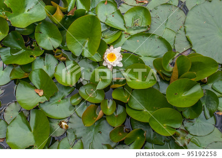 White Water lily, Lotus or Water Lilies flowers  pond with water droplets on the leaves floating. 95192258