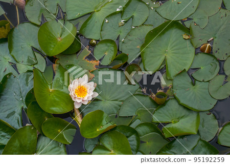 White Water lily, Lotus or Water Lilies flowers  pond with water droplets on the leaves floating. 95192259