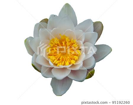 The white lotus blossomed isolated on white background. The white lotus blossomed isolated on white background. 95192260
