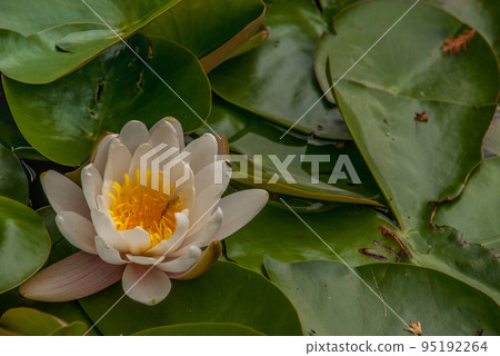White Water lily, Lotus or Water Lilies flowers pond with water droplets on the leaves floating. White Water lily, Lotus or Water Lilies flowers pond with water droplets on the leaves floating. 95192264