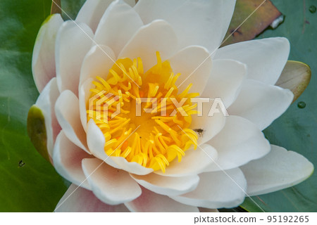 The white lotus blossomed in bright and refreshing morning sunshine offers a relaxing ambiance. . The white lotus blossomed in bright and refreshing morning sunshine offers a relaxing ambiance. . 95192265