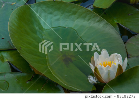 White Water lily, Lotus or Water Lilies flowers pond with water droplets on the leaves floating. White Water lily, Lotus or Water Lilies flowers pond with water droplets on the leaves floating. 95192272