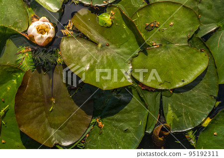 White Water lily, Lotus or Water Lilies flowers pond with water droplets on the leaves floating. White Water lily, Lotus or Water Lilies flowers pond with water droplets on the leaves floating. 95192311