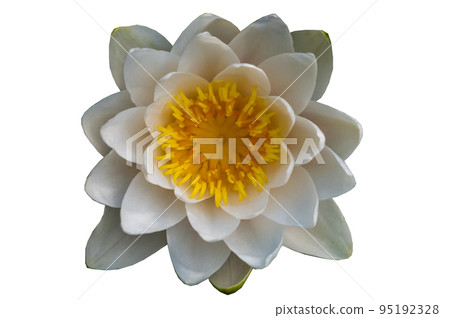 The white lotus blossomed isolated on white background. 95192328