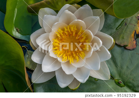 The white lotus blossomed in bright and refreshing morning sunshine offers a relaxing ambiance. The white lotus blossomed in bright and refreshing morning sunshine offers a relaxing ambiance. 95192329