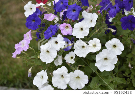 Beautiful multicolored petunia flowers on a flower bed in summer. Lots of close-up colors. 95192438