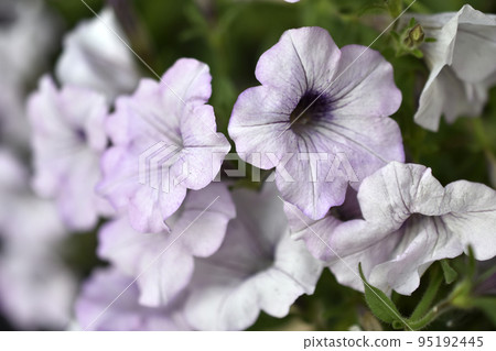 Beautiful multicolored petunia flowers on a flower bed in summer. Lots of close-up colors. 95192445