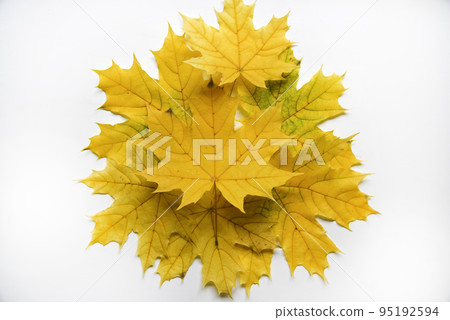 Yellow and green maple leaves on a white background close-up. Herbarium leaves. Beautiful maple leaves in autumn. 95192594