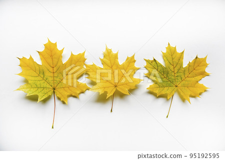 Yellow and green maple leaves on a white background close-up. Herbarium leaves. Beautiful maple leaves in autumn. 95192595