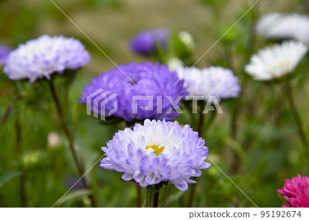 Multicolored aster flowers close-up. Large beautiful aster flowers. Multicolored aster flowers close-up. Large beautiful aster flowers. 95192674