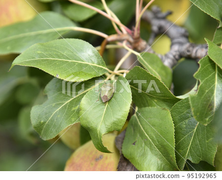A green garden bug on green foliage in the garden in summer. Insect pest in the garden. A green garden bug on green foliage in the garden in summer. Insect pest in the garden. 95192965