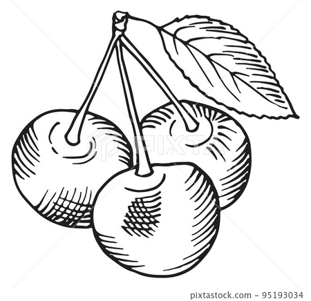 Cherries sketch. Sweet ripe berries in hand drawn style 95193034