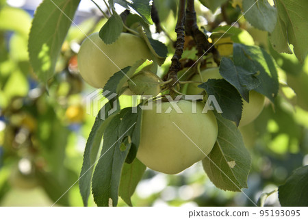 Yellow-green large apples on the branches of an apple tree in autumn. Delicious apples in the garden. Yellow-green large apples on the branches of an apple tree in autumn. Delicious apples in the garden. 95193095