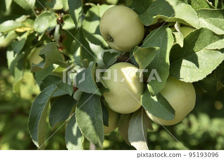 Yellow-green large apples on the branches of an apple tree in autumn. Delicious apples in the garden. Yellow-green large apples on the branches of an apple tree in autumn. Delicious apples in the garden. 95193096