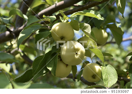 Yellow-green large apples on the branches of an apple tree in autumn. Delicious apples in the garden. Yellow-green large apples on the branches of an apple tree in autumn. Delicious apples in the garden. 95193097