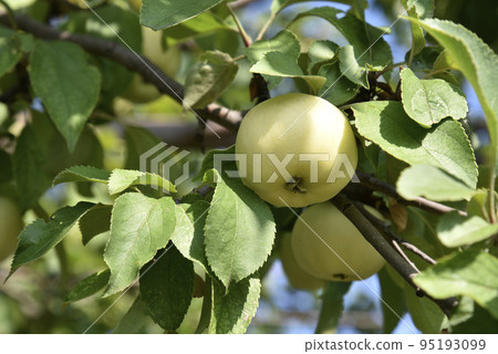 Yellow-green large apples on the branches of an apple tree in autumn. Delicious apples in the garden. Yellow-green large apples on the branches of an apple tree in autumn. Delicious apples in the garden. 95193099