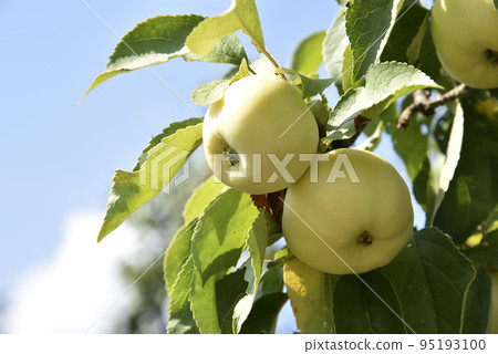 Yellow-green large apples on the branches of an apple tree in autumn. Delicious apples in the garden. Yellow-green large apples on the branches of an apple tree in autumn. Delicious apples in the garden. 95193100