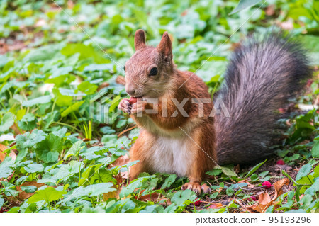Autumn squirrel with nut sits on green grass with fallen yellow leaves Autumn squirrel with nut sits on green grass with fallen yellow leaves 95193296