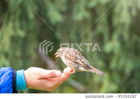 The boy feeds the birds with seeds from his hand. Sparrow eats seeds from the boy's hand The boy feeds the birds with seeds from his hand. Sparrow eats seeds from the boy's hand 95193297