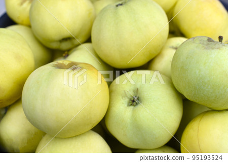 Green apples close-up as background. Beautiful large apples in a pile. Green apples close-up as background. Beautiful large apples in a pile. 95193524