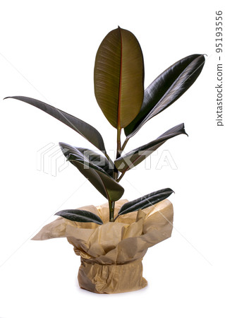 Indoor ficus wrapped in kraft paper on a white background Indoor ficus wrapped in kraft paper on a white background 95193556