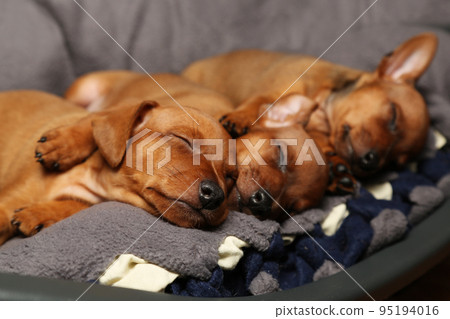 Three brown puppies are sleeping on a litter, small, purebred dogs are resting. Taking care of pets. Three brown puppies are sleeping on a litter, small, purebred dogs are resting. Taking care of pets. 95194016
