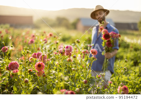 Man with freshly picked up dahlia flowers on rural farm 95194472