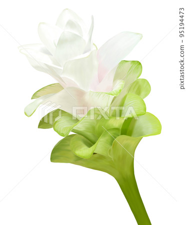 薑黃櫻桃公主戴恩 95194473