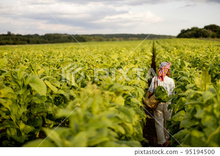 Woman gathers tobacco leaves on plantation Woman gathers tobacco leaves on plantation 95194500