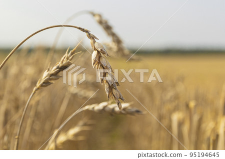 Drought on cereal fields. Dried wheat fields.Wheat bad harvest 95194645