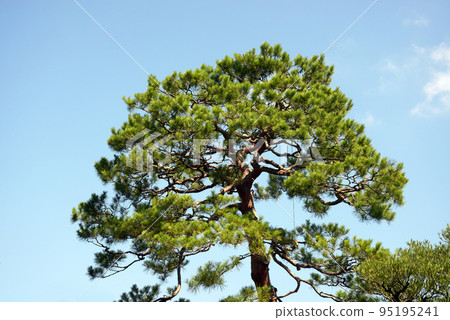 Pine landscape Pine landscape 95195241