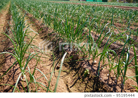 view of the field with rows of green onions view of the field with rows of green onions 95195444