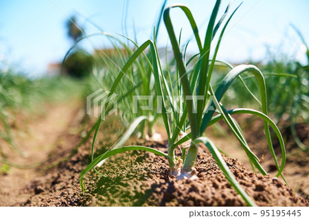view of the field with rows of green onions view of the field with rows of green onions 95195445