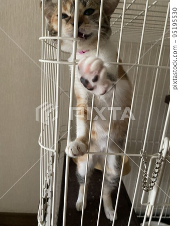 Cat Cat 95195530