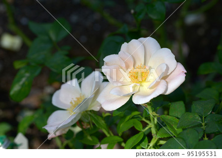 格蕾特玫瑰花 95195531