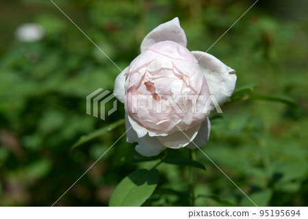 St. Cecilia rose flower St. Cecilia rose flower 95195694