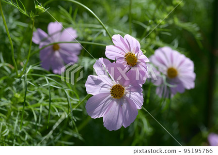 Pink Cosmos Pink Cosmos 95195766