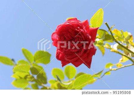 共和國玫瑰花 95195808