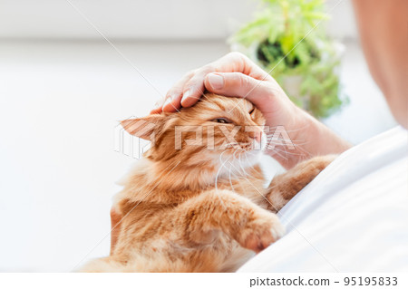 Man is cuddling cute ginger cat. Cat lover, fluffy pet and houseplant on window sill. Domestic animal at cozy home. 95195833