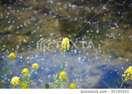 河床上盛開的油菜花 河床上盛開的油菜花 95195933