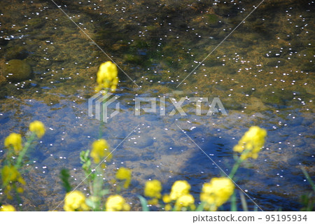河床上盛開的油菜花 河床上盛開的油菜花 95195934