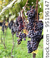 葡萄 95196147