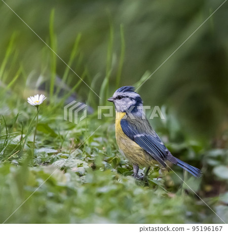 Eurasian blue tit bird, cyanistes caeruleus, on the grass 95196167