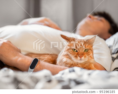 Cute ginger cat is lying in bed with its owner. Cat lover is sleeping. Healing power of domestic animals. Sick man with fluffy pet in bedroom. Cute ginger cat is lying in bed with its owner. Cat lover is sleeping. Healing power of domestic animals. Sick man with fluffy pet in bedroom. 95196185