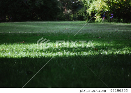 Green lawn cut grass on sunny day in shady park, forest, woods. Grasses shadows. Green lawn cut grass on sunny day in shady park, forest, woods. Grasses shadows. 95196265