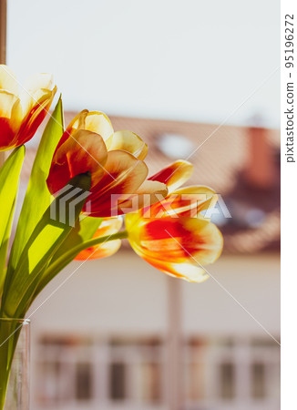 A bouquet of orange white tulips in glass vase stands on a window sill in modern apartment against residential building house facade background. Cozy atmosphere at home. Spring bulb flowers in bloom. A bouquet of orange white tulips in glass vase stands on a window sill in modern apartment against residential building house facade background. Cozy atmosphere at home. Spring bulb flowers in bloom. 95196272