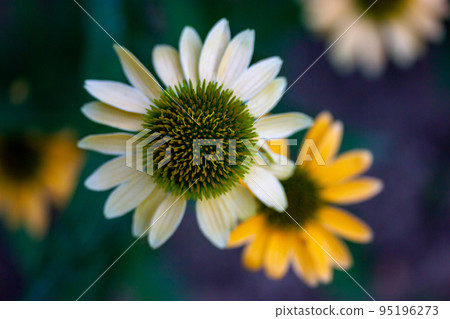 Helianthus schweinitzii yellow flowers on dark black background macro photo. Beautiful sunflowers in summer garden park. Perennial wildflower is a native herbaceous in the aster family Floral postcard Helianthus schweinitzii yellow flowers on dark black background macro photo. Beautiful sunflowers in summer garden park. Perennial wildflower is a native herbaceous in the aster family Floral postcard 95196273