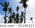 palm tree and blue sky, India 95196323