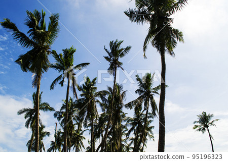 palm tree and blue sky, India palm tree and blue sky, India 95196323