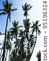 palm tree and blue sky, India 95196324